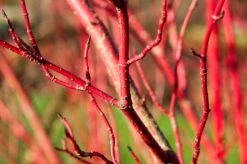 Nieuwe uitgaven -Aanbiedingen Groene Hekken Winkel vaem09749