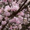 Sneeuwbal (Viburnum Bodnantense 'Dawn') -Aanbiedingen Groene Hekken Winkel vaem09841