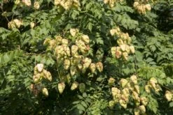 Zeepboom (Koelreuteria Paniculata) 7 Zeepboom (Koelreuteria Paniculata) -Aanbiedingen Groene Hekken Winkel vaem10515