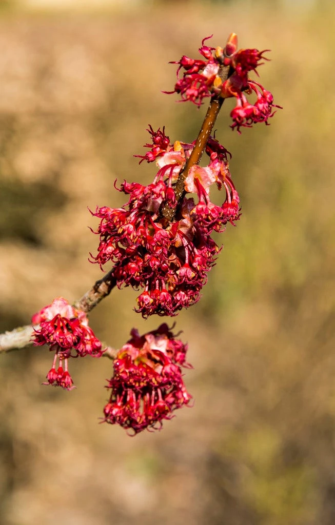 Grote Esdoorn (Acer Rubrum 'Red Sunset') 5 Grote Esdoorn (Acer Rubrum 'Red Sunset') - Afbeelding 3
