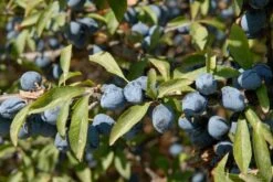 Nieuwe uitgaven -Aanbiedingen Groene Hekken Winkel vami02169