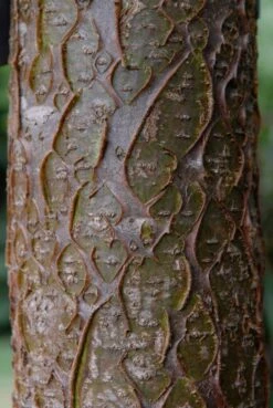 Maackia (Maackia Amurensis) 8 Maackia (Maackia Amurensis) -Aanbiedingen Groene Hekken Winkel vami04434 2