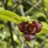 Pawpaw (Asimina Triloba) -Aanbiedingen Groene Hekken Winkel vami04954