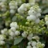 Sneeuwbes (Symphoricarpos 'Magical Galaxy®) -Aanbiedingen Groene Hekken Winkel vami07294