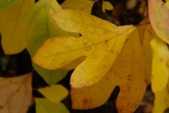 Sassafras (Sassafras Albidum) -Aanbiedingen Groene Hekken Winkel vami08983