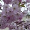 Zuilvormige Sierkers (Prunus 'Spire') -Aanbiedingen Groene Hekken Winkel vawi01585 1