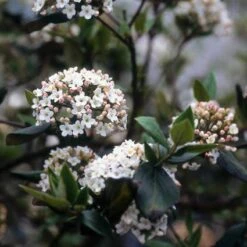 Sneeuwbal (Viburnum Burkwoodii) -Aanbiedingen Groene Hekken Winkel viburkwo 14