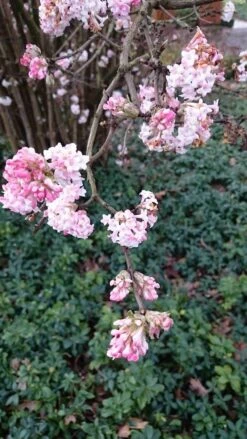 Sneeuwbal (Viburnum Bodnantense 'Dawn') -Aanbiedingen Groene Hekken Winkel viburnum bodn. charles lamont 2