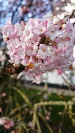 Sneeuwbal (Viburnum Bodnantense 'Charles Lamont') -Aanbiedingen Groene Hekken Winkel viburnum bodn. charles lamont 5