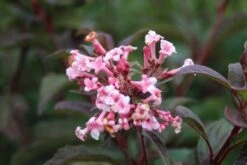 Sneeuwbal (Viburnum Bodnantense 'Dawn') -Aanbiedingen Groene Hekken Winkel viburnum bodnantense dawn 6