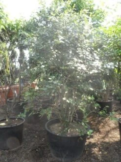 Sneeuwbal (Viburnum Burkwoodii) -Aanbiedingen Groene Hekken Winkel viburnum burkwoodii 200 250 300 c240 2