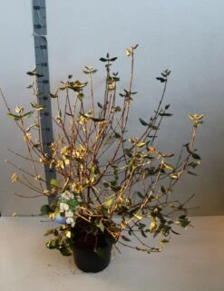 Sneeuwbal (Viburnum Burkwoodii) -Aanbiedingen Groene Hekken Winkel viburnum burkwoodii 80 100 cm co. 7.5l v kopie 2