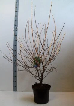 Sneeuwbal (Viburnum Carlesii 'Aurora') -Aanbiedingen Groene Hekken Winkel viburnum carlesi aurora 80 100 cm co. 10l kopie