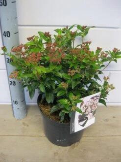 Groenblijvende Sneeuwbal (Viburnum Tinus 'Eve Price') -Aanbiedingen Groene Hekken Winkel viburnum eve price c5 6 11 2018 2 1