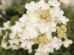 Japanse Sneeuwbal (Viburnum Plicatum 'Kilimandjaro Sunrise') -Aanbiedingen Groene Hekken Winkel viburnum kil. sunrise 2 1