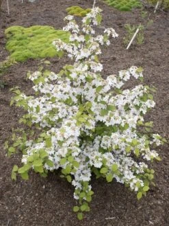 Japanse Sneeuwbal (Viburnum Plicatum 'Kilimandjaro Sunrise') -Aanbiedingen Groene Hekken Winkel viburnum kil. sunrise 4 1