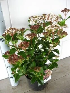 Sneeuwbal (Viburnum Tinus 'Lisa Rose') -Aanbiedingen Groene Hekken Winkel viburnum lisarose c5 05 09 2017 1 1