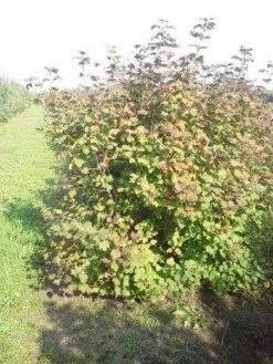 Gelderse Roos (Viburnum Opulus) -Aanbiedingen Groene Hekken Winkel viburnum opulus 150 200 1 1