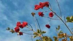 Gelderse Roos (Viburnum Opulus) -Aanbiedingen Groene Hekken Winkel viburnum opulus 1