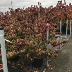 Japanse Sneeuwbal (Viburnum Plicatum 'Kilimandjaro Sunrise') -Aanbiedingen Groene Hekken Winkel viburnum plic. kilimandjaro