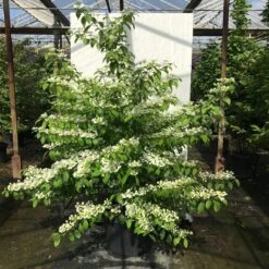 Japanse Sneeuwbal (Viburnum Plicatum 'Kilimandjaro Sunrise') -Aanbiedingen Groene Hekken Winkel viburnum plic. kilimandjaro 150 175 c50