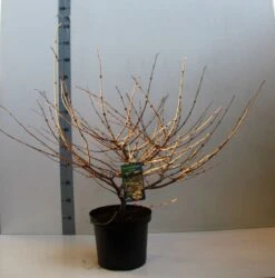 Sneeuwbal (Viburnum Plicatum 'Mariesii') -Aanbiedingen Groene Hekken Winkel viburnum plic mariessii 80 10 cm co. 10l kopie