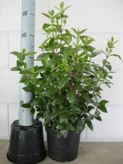 Sneeuwbal (Viburnum Tinus 'Lisa Rose') 11 Sneeuwbal (Viburnum Tinus 'Lisa Rose') -Aanbiedingen Groene Hekken Winkel viburnum tinus 40 50 c3 april 2 3 1