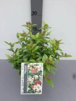 Groenblijvende Sneeuwbal (Viburnum Tinus 'Eve Price') -Aanbiedingen Groene Hekken Winkel viburnum tinus eve price 1
