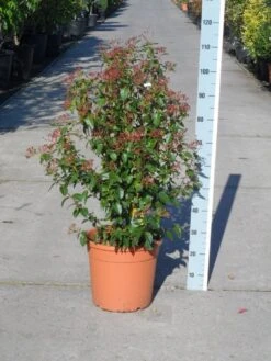 Groenblijvende Sneeuwbal (Viburnum Tinus 'Eve Price') -Aanbiedingen Groene Hekken Winkel viburnum tinus eve price 80 100 c20