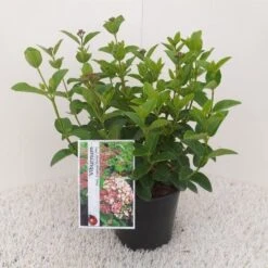 Sneeuwbal (Viburnum Tinus 'Lisa Rose') -Aanbiedingen Groene Hekken Winkel viburnum tinus lisarose