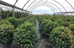 Sneeuwbal Als Bolvorm (Viburnum Tinus 'Eve Price') -Aanbiedingen Groene Hekken Winkel viburnumtinuseveprice 2