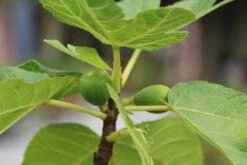 Vijg Als Solitair (Ficus Carica) -Aanbiedingen Groene Hekken Winkel vijg 1 1 1