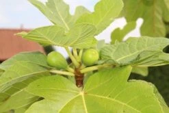 Vijg Als Solitair (Ficus Carica) -Aanbiedingen Groene Hekken Winkel vijg 2 1 1