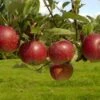 Lei-Appel (Malus Domestica 'Ingrid Marie') -Aanbiedingen Groene Hekken Winkel vima04441 1