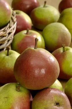 Lei-Peer (Pyrus Communis 'Zoete Brederode') -Aanbiedingen Groene Hekken Winkel vima04594 1 1