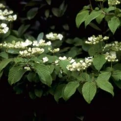 Sneeuwbal (Viburnum Plicatum 'Mariesii') -Aanbiedingen Groene Hekken Winkel vipmarie 10