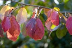 Grote Parrotia (Parrotia Persica) -Aanbiedingen Groene Hekken Winkel visi105613 1