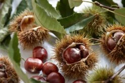 Tamme Kastanje Als Halfstam (Castanea Sativa) -Aanbiedingen Groene Hekken Winkel visi121584 1