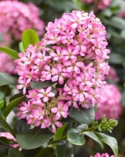 Escallonia (Escallonia 'Pink Elle') -Aanbiedingen Groene Hekken Winkel visi150248