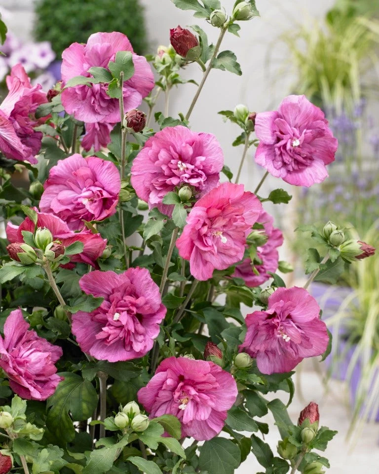 Altheastruik (Hibiscus Syriacus 'Magenta Chiffon') 5 Altheastruik (Hibiscus Syriacus 'Magenta Chiffon') - Afbeelding 3