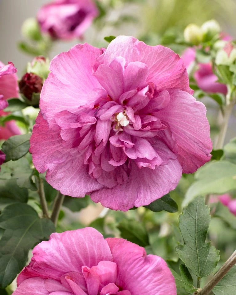 Altheastruik (Hibiscus Syriacus 'Magenta Chiffon') 4 Altheastruik (Hibiscus Syriacus 'Magenta Chiffon') - Afbeelding 2
