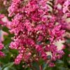 Lagerstroemia Als Halfstam (Lagerstroemia Indica 'Berry Dazzle') -Aanbiedingen Groene Hekken Winkel visi186296