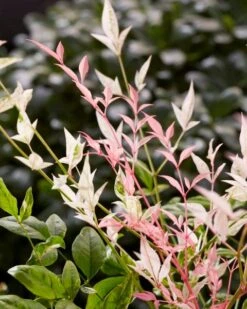 Hemelse Bamboe (Nandina Domestica 'Twilight') -Aanbiedingen Groene Hekken Winkel visi197307