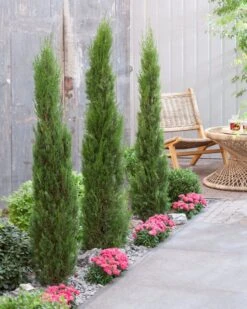 Italiaanse Cypres (Cupressus Sempervirens 'Stricta') -Aanbiedingen Groene Hekken Winkel visi198162 1