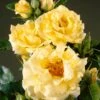 Heesterroos (Rosa 'Lichtkönigin Lucia' ®) -Aanbiedingen Groene Hekken Winkel visi35268