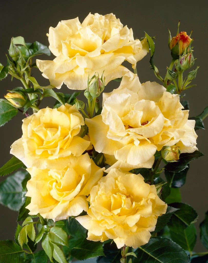 Heesterroos (Rosa 'Lichtkönigin Lucia' ®) 4 Heesterroos (Rosa 'Lichtkönigin Lucia' ®) - Afbeelding 2