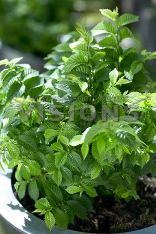 Dwergiep (Ulmus Minor 'Jacqueline Hillier') 3 Dwergiep (Ulmus Minor 'Jacqueline Hillier')