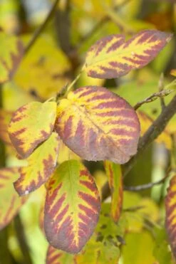 Dwerg Krentenboompje (Amelanchier Spicata) -Aanbiedingen Groene Hekken Winkel visi48397