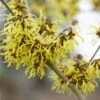 Toverhazelaar (Hamamelis Intermedia 'Westerstede') -Aanbiedingen Groene Hekken Winkel visi64683