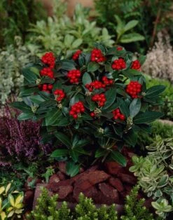 Skimmia (Skimmia Japonica 'Olympic Flame') -Aanbiedingen Groene Hekken Winkel visi66679